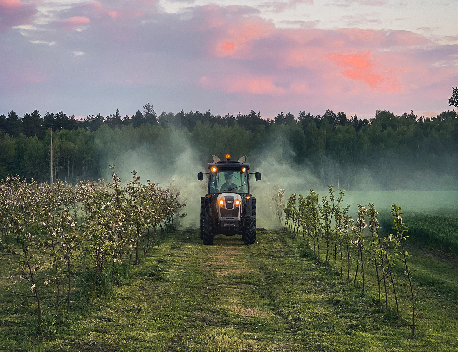 Close-up of liquid pesticide being sprayed onto green agricultural crops in a field